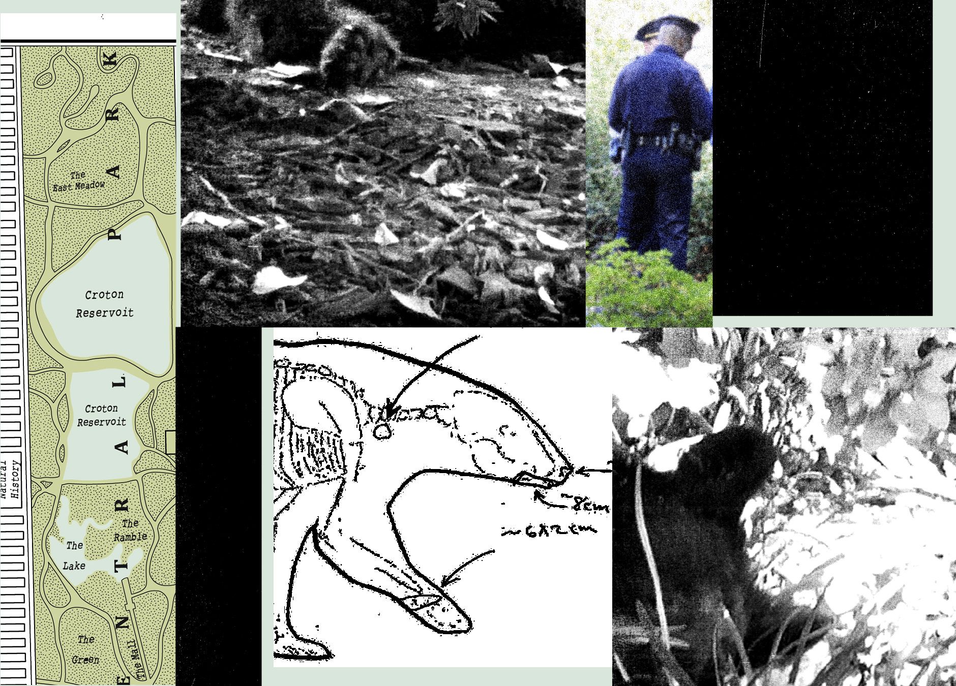 New Records Reveal the Mess RFK Jr. Left When He Dumped a Dead Bear in Central Park